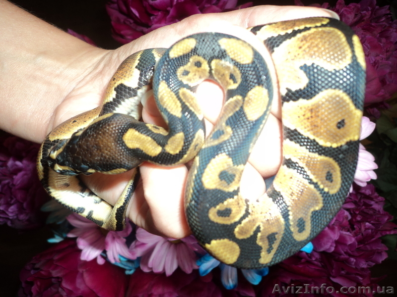 Продам малышей королевского питона(Python regius) - <ro>Изображение</ro><ru>Изображение</ru> #2, <ru>Объявление</ru> #906271