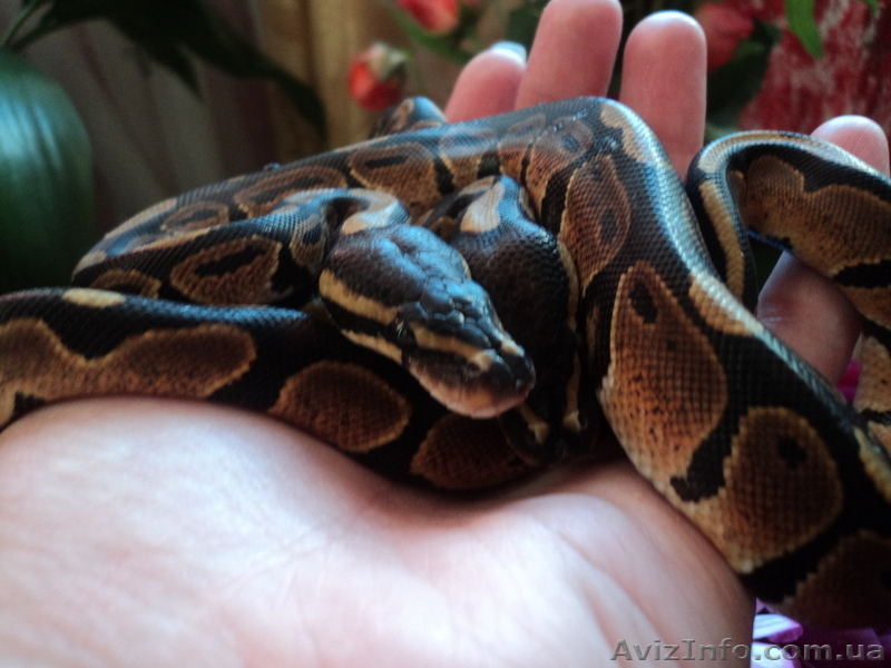 Продам малышей королевского питона(Python regius) - <ro>Изображение</ro><ru>Изображение</ru> #4, <ru>Объявление</ru> #906271