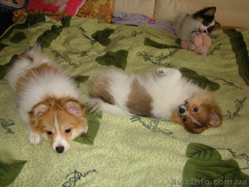 Щенки немецкого малого шпица - <ro>Изображение</ro><ru>Изображение</ru> #3, <ru>Объявление</ru> #901118