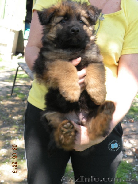 щенки немецкой овчарки от чемпиона - <ro>Изображение</ro><ru>Изображение</ru> #1, <ru>Объявление</ru> #895135