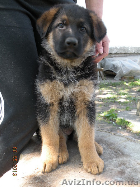 щенки немецкой овчарки от чемпиона - <ro>Изображение</ro><ru>Изображение</ru> #2, <ru>Объявление</ru> #895135