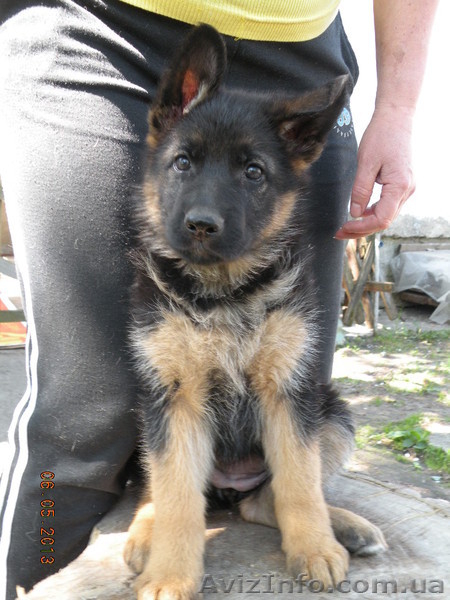 щенки немецкой овчарки от чемпиона - <ro>Изображение</ro><ru>Изображение</ru> #3, <ru>Объявление</ru> #895135