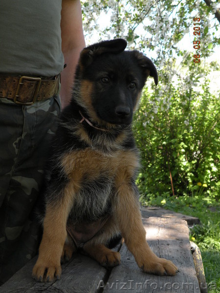 прекрасные щенки немецкой овчарки - <ro>Изображение</ro><ru>Изображение</ru> #3, <ru>Объявление</ru> #895132
