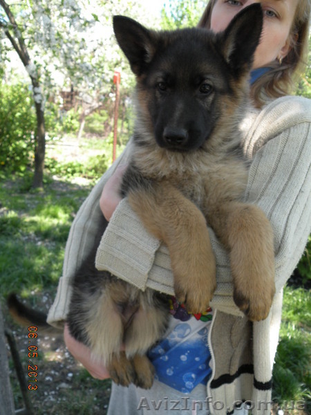 прекрасные щенки немецкой овчарки - <ro>Изображение</ro><ru>Изображение</ru> #5, <ru>Объявление</ru> #895132