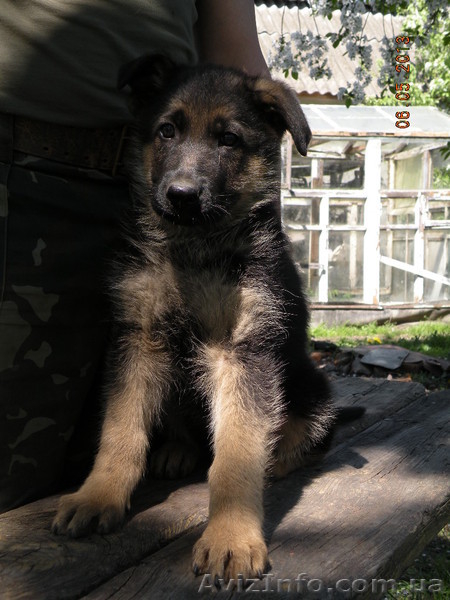 прекрасные щенки немецкой овчарки - <ro>Изображение</ro><ru>Изображение</ru> #6, <ru>Объявление</ru> #895132