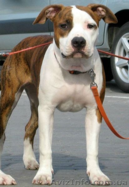 Девочки Американский Стаффордширский Терьер. - <ro>Изображение</ro><ru>Изображение</ru> #2, <ru>Объявление</ru> #217777