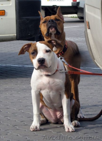 Девочки Американский Стаффордширский Терьер. - <ro>Изображение</ro><ru>Изображение</ru> #4, <ru>Объявление</ru> #217777