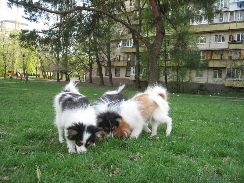 Щенки немецкого малого шпица - <ro>Изображение</ro><ru>Изображение</ru> #5, <ru>Объявление</ru> #901118