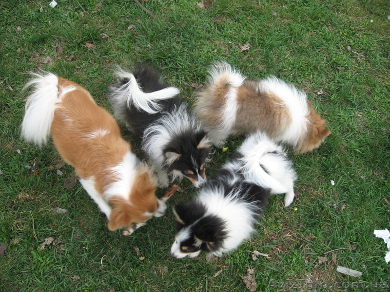 Щенки немецкого малого шпица - <ro>Изображение</ro><ru>Изображение</ru> #9, <ru>Объявление</ru> #901118