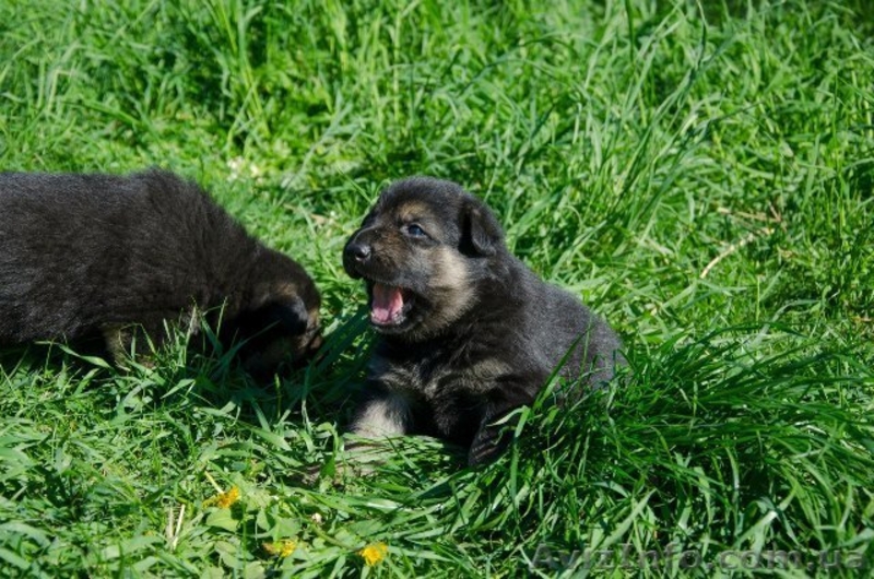 ЧИСТОКРОВНЫЕ ВЕО недорого - <ro>Изображение</ro><ru>Изображение</ru> #2, <ru>Объявление</ru> #902287