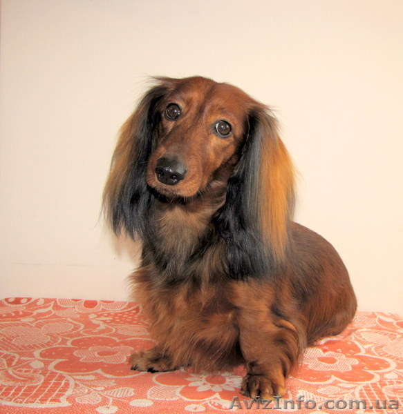 Счастье в дом - щенки длинношерстной таксы!!! - <ro>Изображение</ro><ru>Изображение</ru> #1, <ru>Объявление</ru> #895797