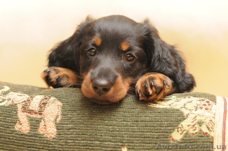 Счастье в дом - щенки длинношерстной таксы!!! - <ro>Изображение</ro><ru>Изображение</ru> #2, <ru>Объявление</ru> #895797