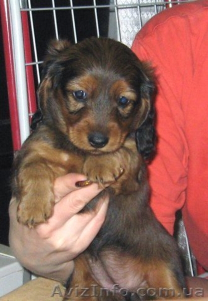 Счастье в дом - щенки длинношерстной таксы!!! - <ro>Изображение</ro><ru>Изображение</ru> #3, <ru>Объявление</ru> #895797