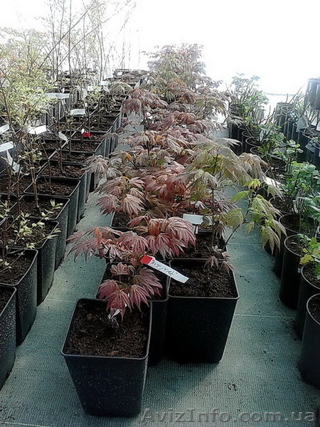 Продадим Бонсай, Ниваки и японские клены. - <ro>Изображение</ro><ru>Изображение</ru> #8, <ru>Объявление</ru> #906127