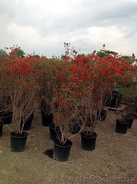 Продадим Бонсай, Ниваки и японские клены. - <ro>Изображение</ro><ru>Изображение</ru> #9, <ru>Объявление</ru> #906127