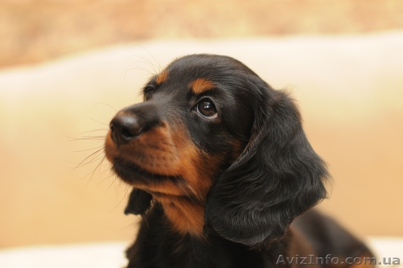 Длинношерстная такса - <ro>Изображение</ro><ru>Изображение</ru> #1, <ru>Объявление</ru> #895798