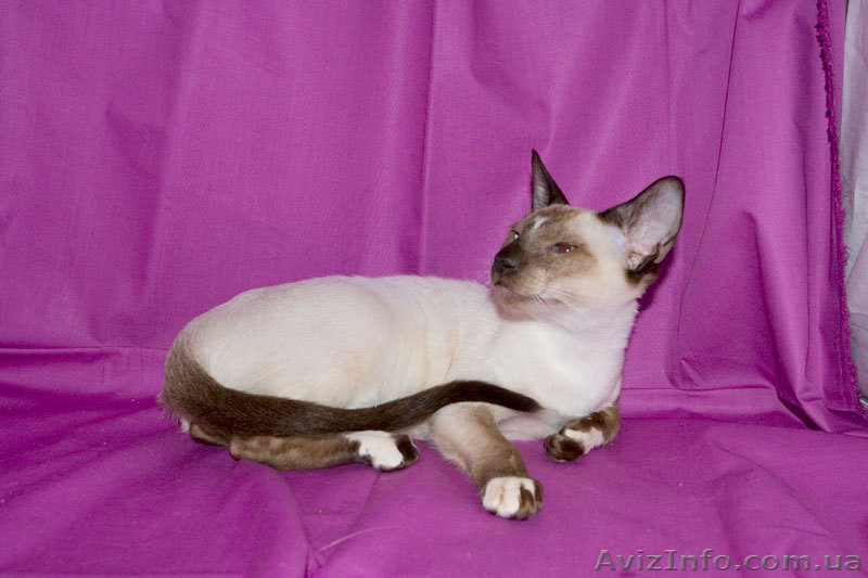 Ориентальные и сиамские кошки за условную цену - <ro>Изображение</ro><ru>Изображение</ru> #1, <ru>Объявление</ru> #308302