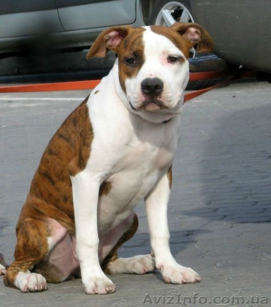 Девочки Американский Стаффордширский Терьер. - <ro>Изображение</ro><ru>Изображение</ru> #1, <ru>Объявление</ru> #217777