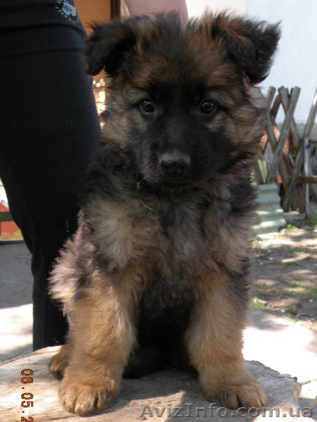 щенки немецкой овчарки от чемпиона - <ro>Изображение</ro><ru>Изображение</ru> #4, <ru>Объявление</ru> #895135