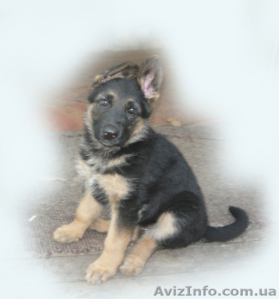 щенок немецкой овчарки. - <ro>Изображение</ro><ru>Изображение</ru> #1, <ru>Объявление</ru> #903607