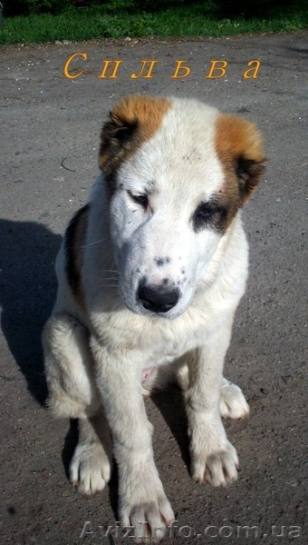  Щенки АЛАБАЯ (Среднеазиатская овчарка) - <ro>Изображение</ro><ru>Изображение</ru> #4, <ru>Объявление</ru> #898957