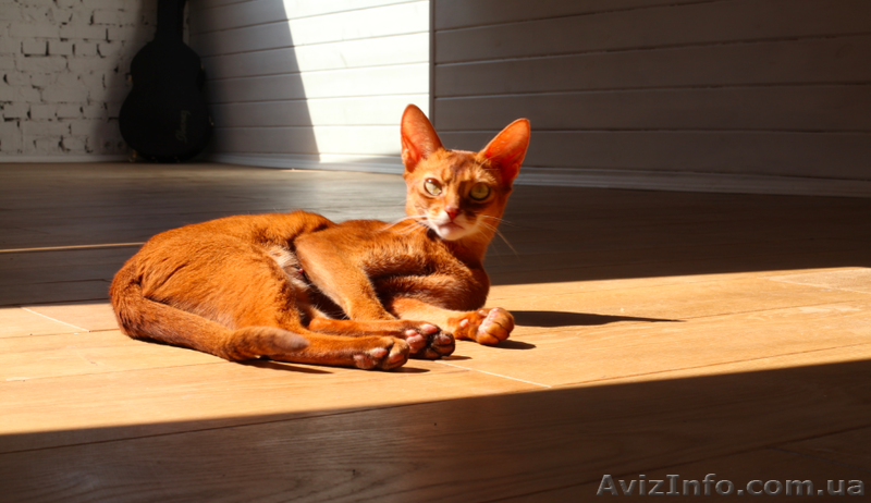 Абиссинские котята дикого окраса - <ro>Изображение</ro><ru>Изображение</ru> #1, <ru>Объявление</ru> #898884