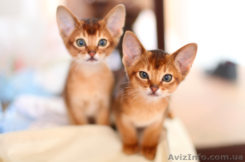 Абиссинские котята дикого окраса - <ro>Изображение</ro><ru>Изображение</ru> #2, <ru>Объявление</ru> #898884
