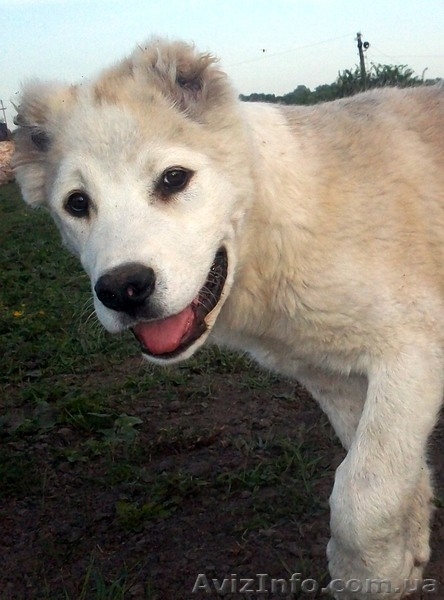  Щенки АЛАБАЯ (Среднеазиатская овчарка) - <ro>Изображение</ro><ru>Изображение</ru> #1, <ru>Объявление</ru> #898957