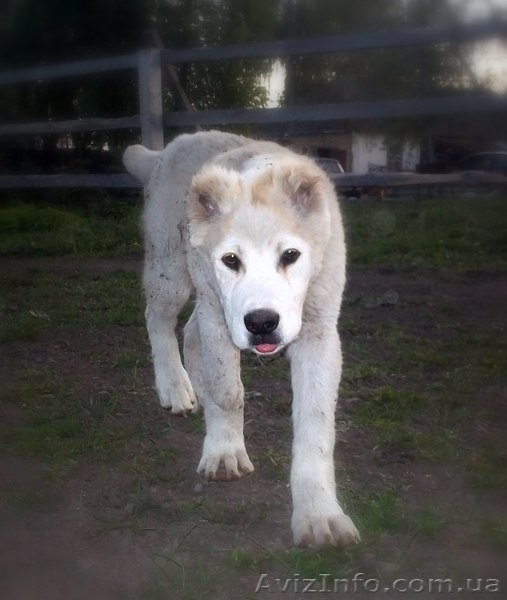  Щенки АЛАБАЯ (Среднеазиатская овчарка) - <ro>Изображение</ro><ru>Изображение</ru> #2, <ru>Объявление</ru> #898957
