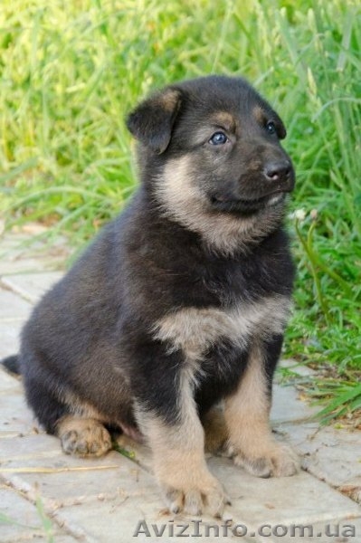 ЧИСТОКРОВНЫЕ ВЕО недорого - <ro>Изображение</ro><ru>Изображение</ru> #3, <ru>Объявление</ru> #902287