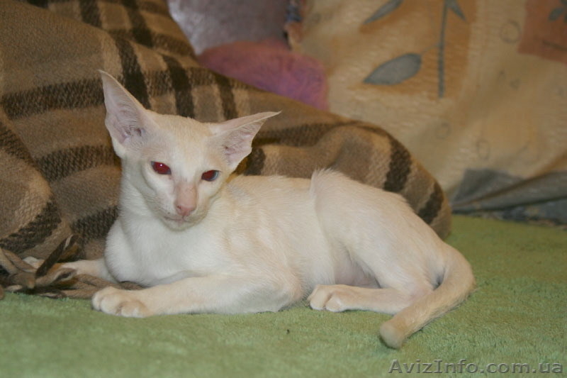 Ориентальные и сиамские кошки за условную цену - <ro>Изображение</ro><ru>Изображение</ru> #3, <ru>Объявление</ru> #308302