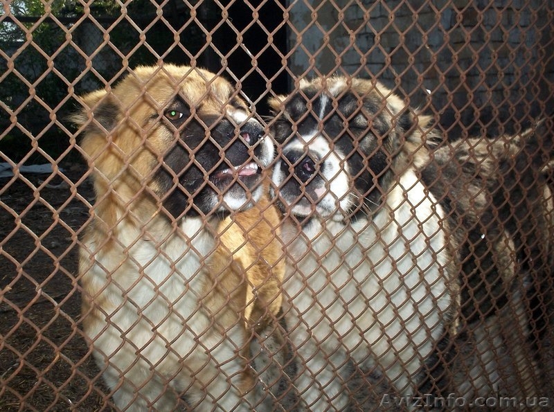  Щенки АЛАБАЯ (Среднеазиатская овчарка) - <ro>Изображение</ro><ru>Изображение</ru> #3, <ru>Объявление</ru> #898957
