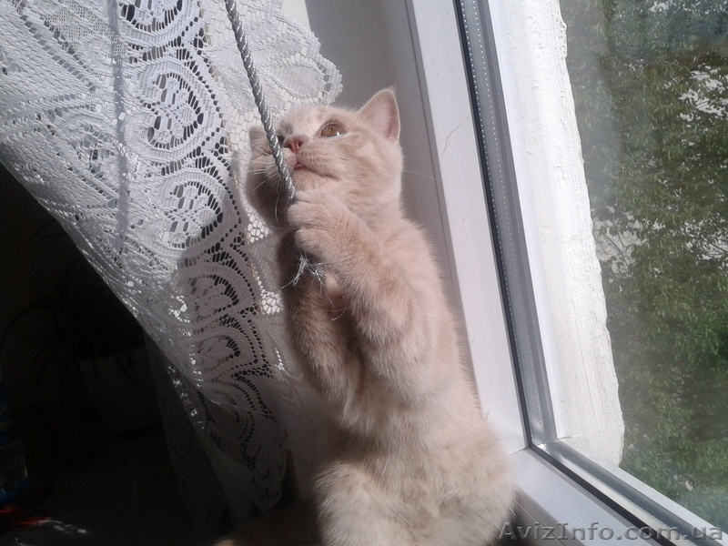 Котята породы британская короткошерстная. - <ro>Изображение</ro><ru>Изображение</ru> #2, <ru>Объявление</ru> #916430