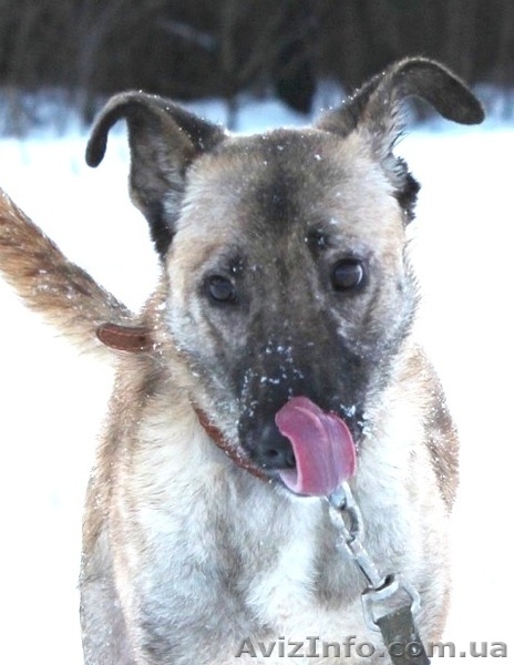 Тина - веселая, жизнерадостная cобака ищет хозяев - <ro>Изображение</ro><ru>Изображение</ru> #1, <ru>Объявление</ru> #914114