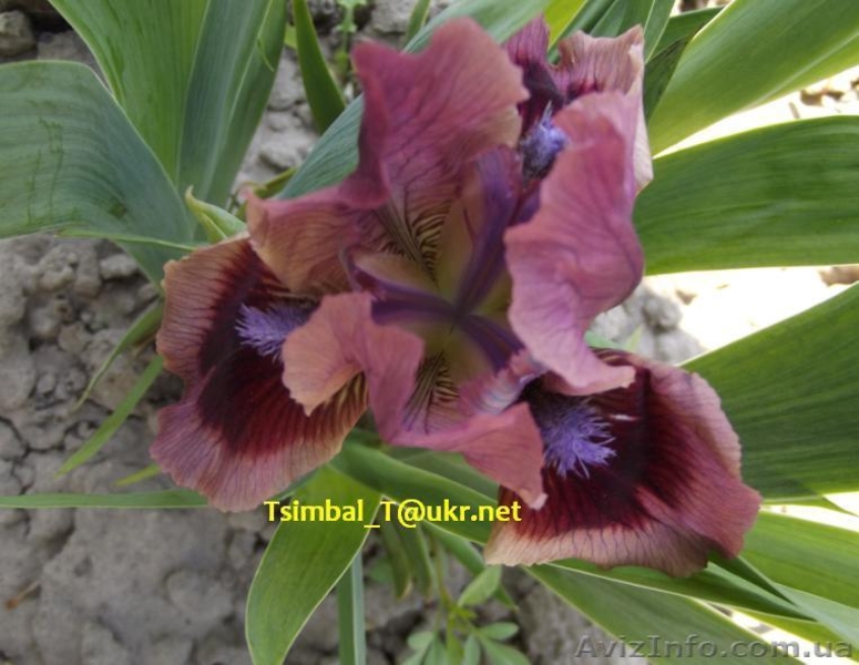 Ирисы-Карлики.Продажа - <ro>Изображение</ro><ru>Изображение</ru> #1, <ru>Объявление</ru> #912597