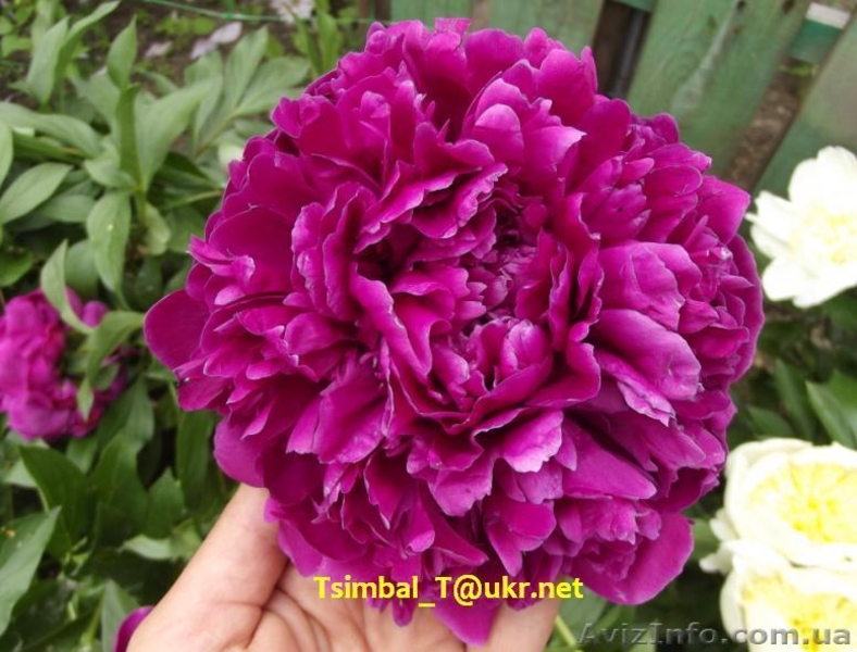 Пионы сортовые.Продажа.Мелкий опт и розница - <ro>Изображение</ro><ru>Изображение</ru> #2, <ru>Объявление</ru> #911953