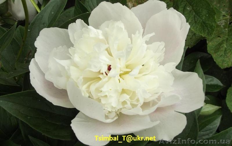 Пионы сортовые.Продажа.Мелкий опт и розница - <ro>Изображение</ro><ru>Изображение</ru> #5, <ru>Объявление</ru> #911953