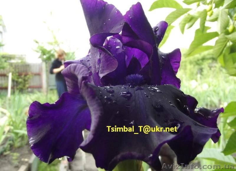 Ирисы.Распродажа сортовых ирисов  - <ro>Изображение</ro><ru>Изображение</ru> #5, <ru>Объявление</ru> #912588
