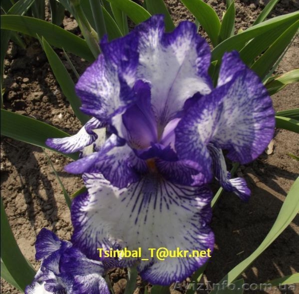 Ирисы.Распродажа сортовых ирисов  - <ro>Изображение</ro><ru>Изображение</ru> #6, <ru>Объявление</ru> #912588