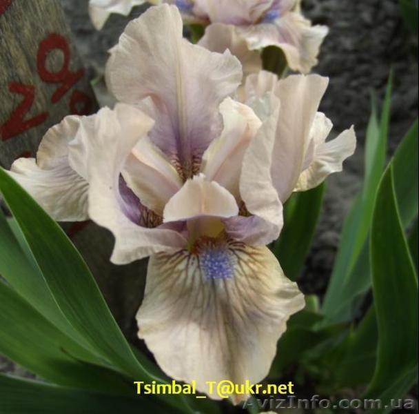 Ирисы-Карлики.Продажа - <ro>Изображение</ro><ru>Изображение</ru> #3, <ru>Объявление</ru> #912597