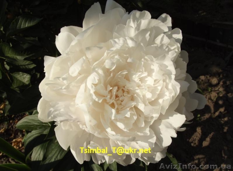 Пионы сортовые.Продажа.Мелкий опт и розница - <ro>Изображение</ro><ru>Изображение</ru> #6, <ru>Объявление</ru> #911953