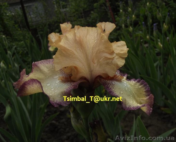 Ирисы.Распродажа сортовых ирисов  - <ro>Изображение</ro><ru>Изображение</ru> #7, <ru>Объявление</ru> #912588