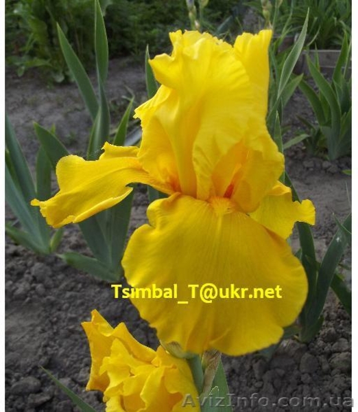 Ирисы.Распродажа сортовых ирисов  - <ro>Изображение</ro><ru>Изображение</ru> #8, <ru>Объявление</ru> #912588