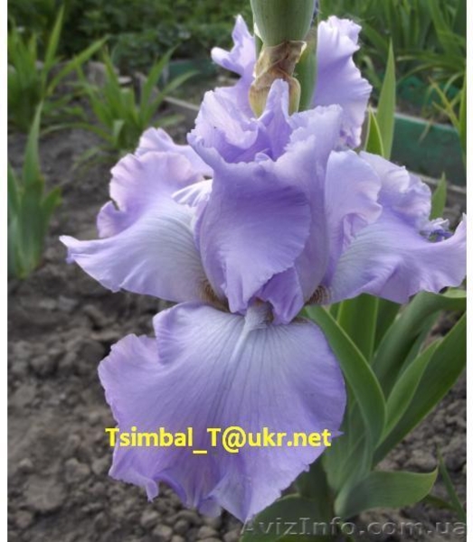 Ирисы.Распродажа сортовых ирисов  - <ro>Изображение</ro><ru>Изображение</ru> #9, <ru>Объявление</ru> #912588