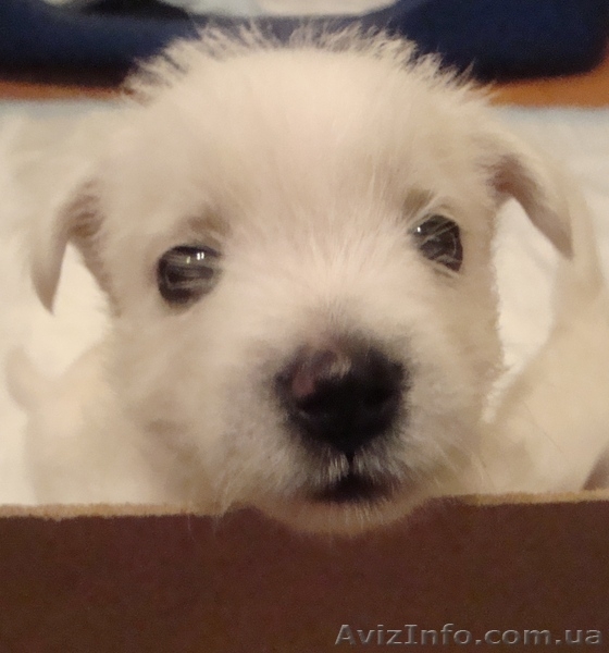 Лето с Вестиком! - <ro>Изображение</ro><ru>Изображение</ru> #3, <ru>Объявление</ru> #905967