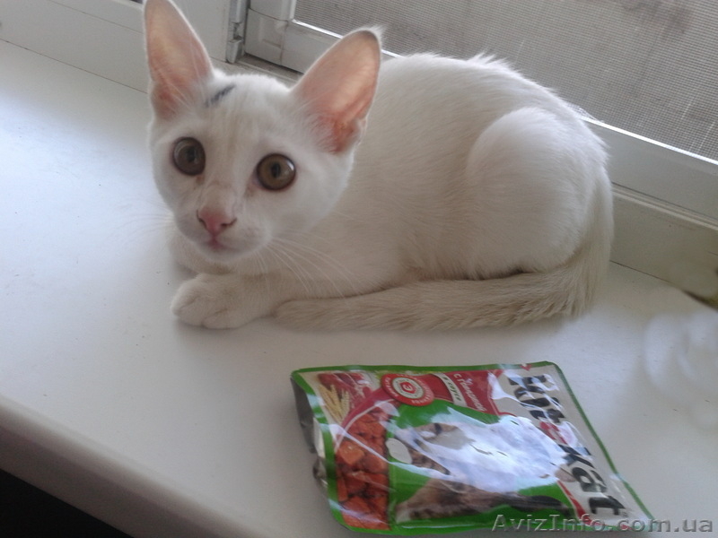 Котенок ищет самых лучших хозяев! Бесплатно. Метис Абиссинской кошки. Домашний. - <ro>Изображение</ro><ru>Изображение</ru> #5, <ru>Объявление</ru> #920416