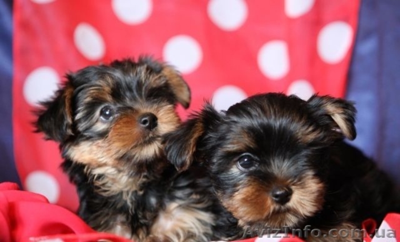 Йоркширский терьер мини.kl - <ro>Изображение</ro><ru>Изображение</ru> #2, <ru>Объявление</ru> #911971