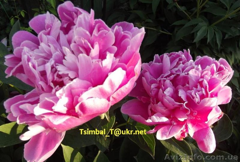 Пионы сортовые.Продажа.Мелкий опт и розница - <ro>Изображение</ro><ru>Изображение</ru> #1, <ru>Объявление</ru> #911953
