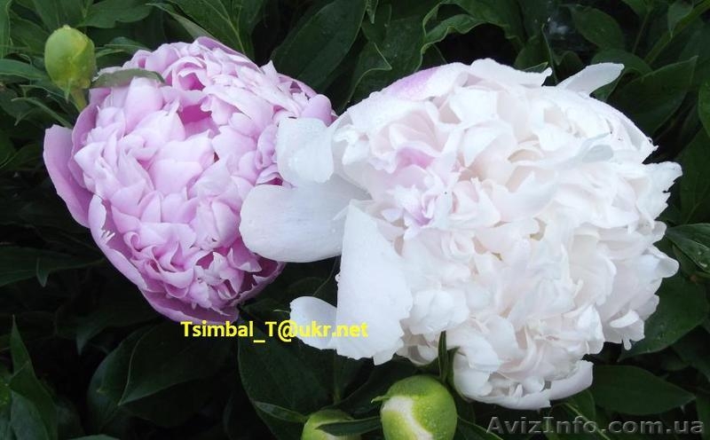 Пионы сортовые.Продажа.Мелкий опт и розница - <ro>Изображение</ro><ru>Изображение</ru> #3, <ru>Объявление</ru> #911953