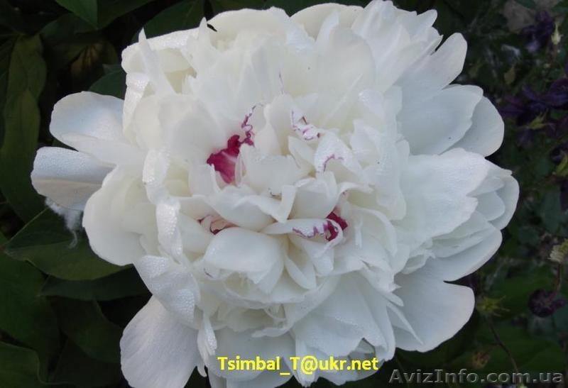 Пионы сортовые.Продажа.Мелкий опт и розница - <ro>Изображение</ro><ru>Изображение</ru> #4, <ru>Объявление</ru> #911953